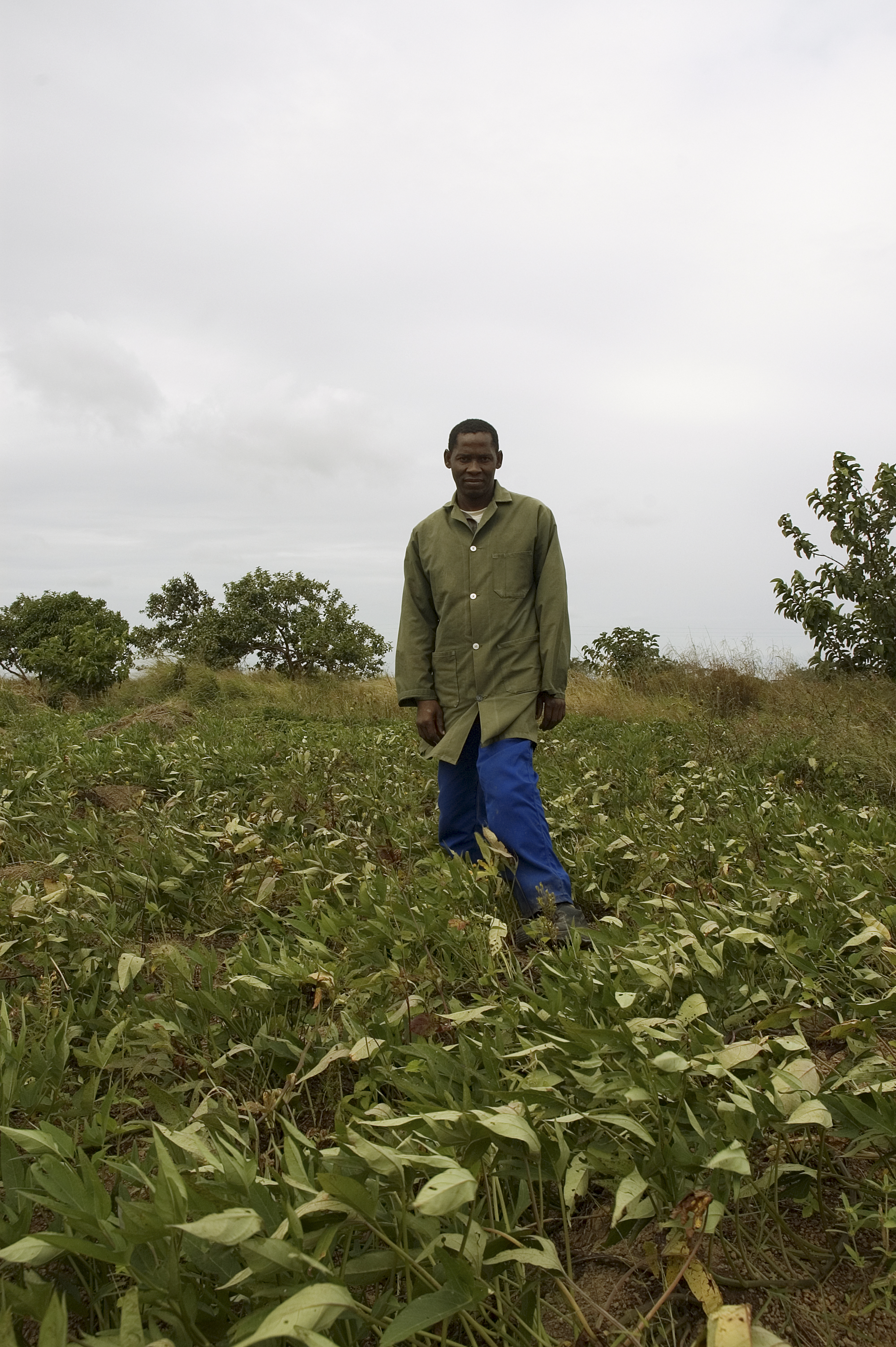 Sweet potato crop, Swaziland