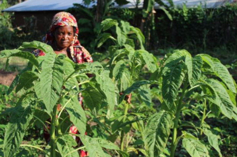 Charlotte Mubiala, CELC teacher at La Fraternité, Masi-Manimba, in her sesame seed garden