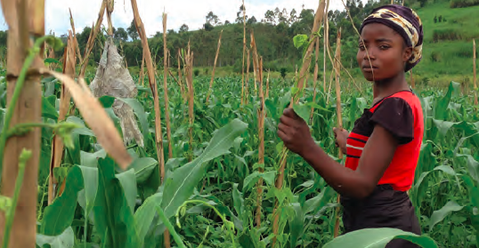 Agricultural project in Democratic Republic Of Congo