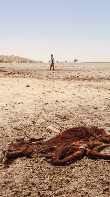 Livestock shocks can cause substantial damage to livelihoods