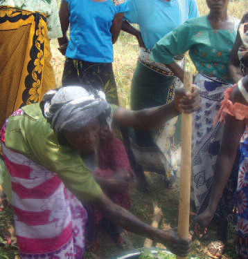 Community event participants preparing amaranth for feasting