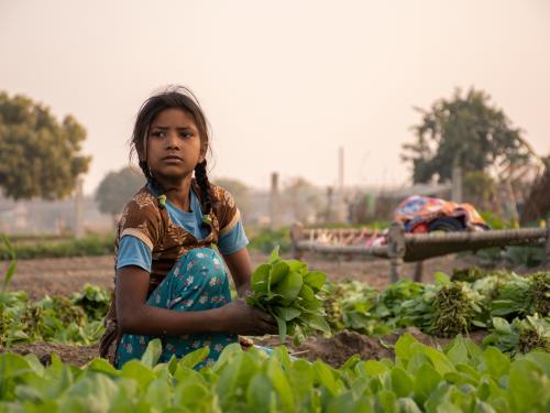 Pakistani girl collecting crops 