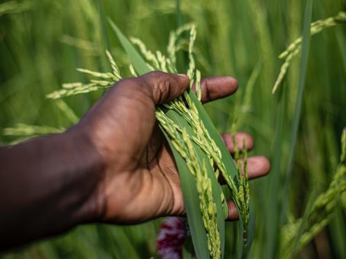 Hand holding grain in a field