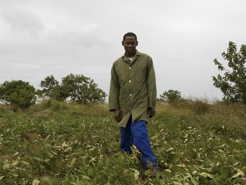 FB sweet potato crop Swaziland