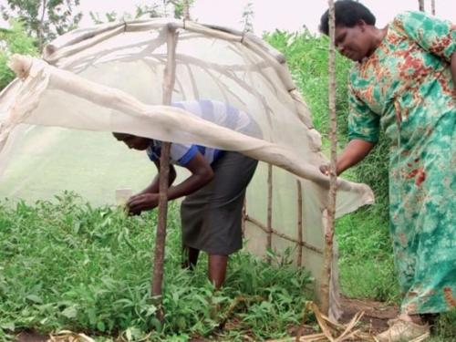 Women farming