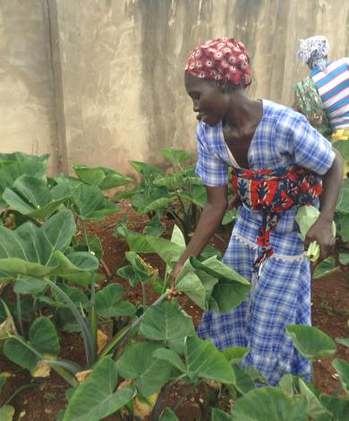 FB crops in Ghana