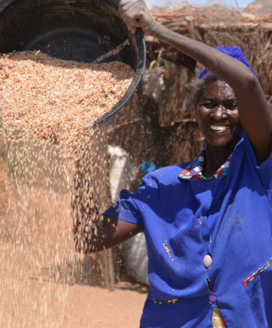 FB a woman collects grain from sorghum plants in Turkana Kenya