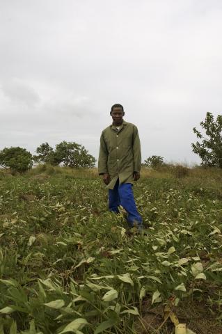 sweet potato crop Swaziland